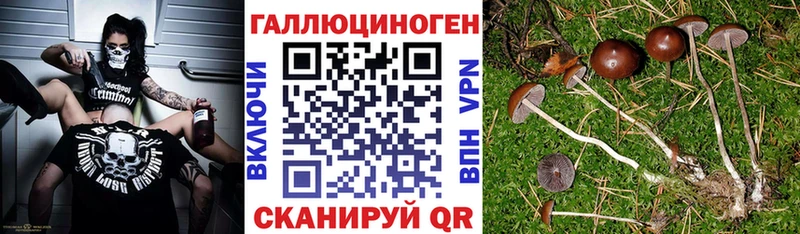 Галлюциногенные грибы Magic Shrooms где купить наркоту Буйнакск